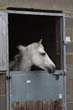 Kildare Hunt Pony Club Camp 2010 026