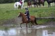 Kildare Hunt Pony Club Camp 2010 403